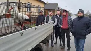 Bocian został złapany