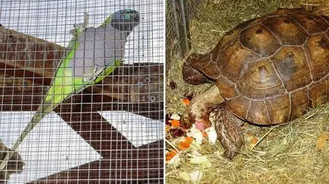 O losie zwierząt zdecyduje sąd