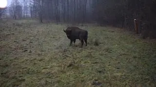 Żubr podchodził pod posesje mieszkańców