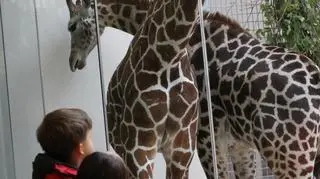 Zwierzęta można podziwiać w krakowskim zoo codziennie w godzinach od 9 do 16