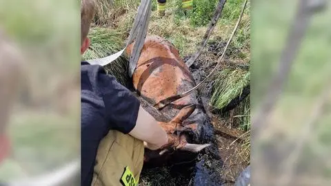 Koń utknął w bagnie. Wstrząsające zdjęcia z akcji strażaków
