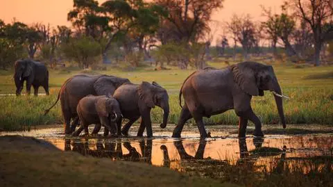 Botswana słonie