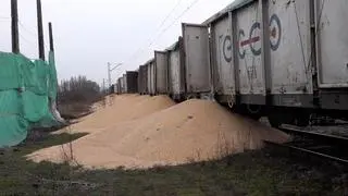 Kukurydza, którą wysypano z wagonów w Kotomierzu