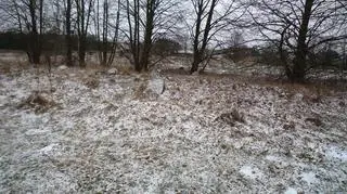 Tak wygląda cmentarz żydowski w Tykocinie
