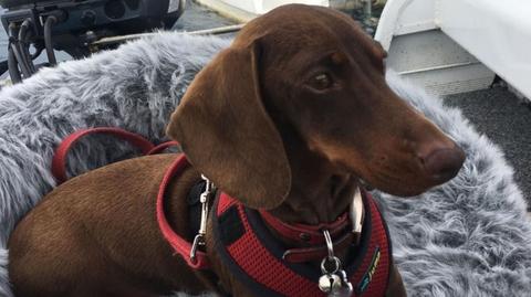 Pandemia rozdzieliła jamniczkę z właścicielami. Podróż powrotna Pip liczyła 16 tysięcy kilometrów