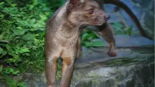 Gatunek pochodzi z Madagaskaru