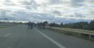 Ełk. Konie szły po obwodnicy
