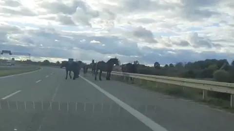 Ełk. Konie szły po obwodnicy
