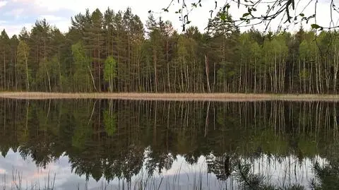 Dlaczego dyrektor Obajtek i jego ludzie nie chcą UNESCO w swoim lesie