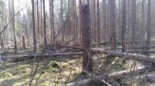 Z martwych drzew jako siedliska korzystają też rośliny