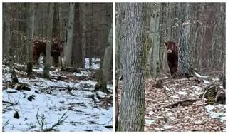 Byk zaszył się w lesie
