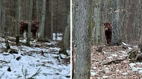 Byk uciekł i zaszył się w lesie