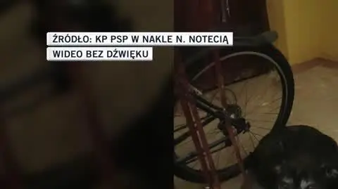 piesek
