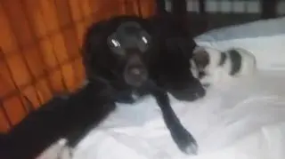 Suka z uratowanymi szczeniakami w domu tymczasowym
