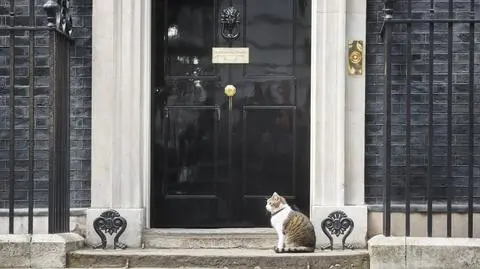 Główny myszołap na posterunku. Larry przegonił z Downing Street dwa razy większego od siebie lisa