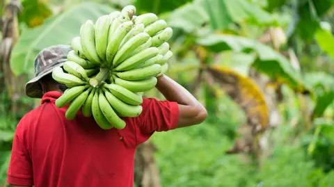 banan banany shutterstock_640504702-1