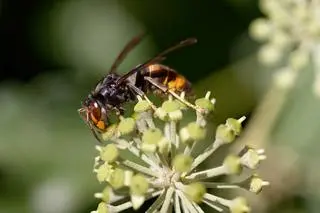 Vespa velutina