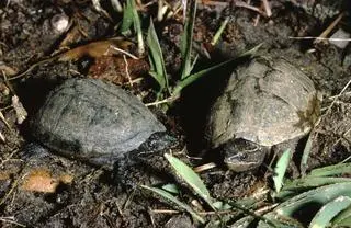Piżmiki wonne (Sternotherus Odoratus), przedstawiciele rodziny żółwi piżmowych