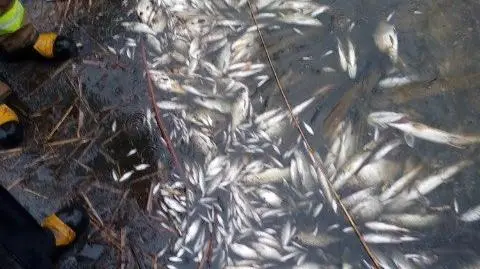 Śnięte ryby w jeziorze Niepruszewskim