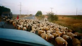 "Kaukaskości" trzeba się dobrze naszukać