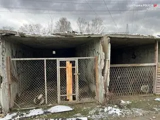Psy przez trzy miesiące nie wychodziły z betonowych boksów