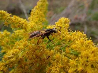 Nawłoć wysoka (Solidago altissima) podgryzana przez osę