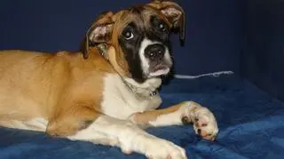 Ciągnięta za samochodem suczka ma 8 miesięcy