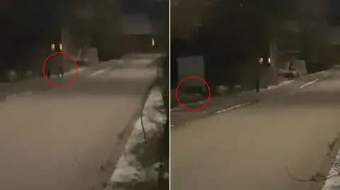 Wilk chodzi po ulicach
