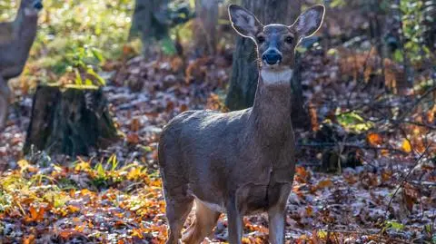 Amerykanie: koronawirus może mutować w organizmie jelenia. Ten potencjał niepokoi