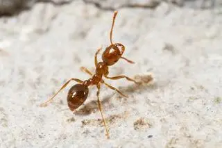 Mrówka ognista (Solenopsis invicta)