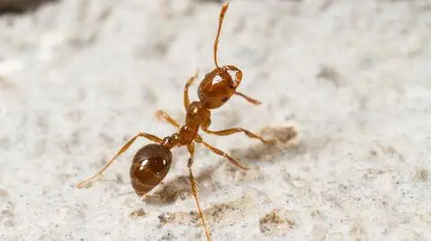 Mrówki ogniste (Solenopsis invicta)