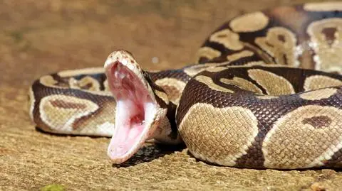 Ugryzł węża w samoobronie. "Czułem się, jakbym miał zginąć w tej walce"