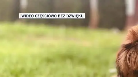 igor 2