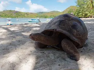 Żółw olbrzymi (Aldabrachelys gigantea)