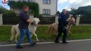 Później kucyki zostały odprowadzone do swojej zagrody