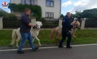 The officers helped to escort the naughty ponies back to their stables