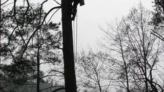 Ekwilibrystyczne wyczyny leśników
