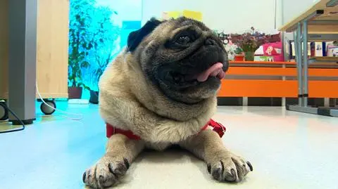 Mops Drops pomaga wrócić do szkolnej rzeczywistości