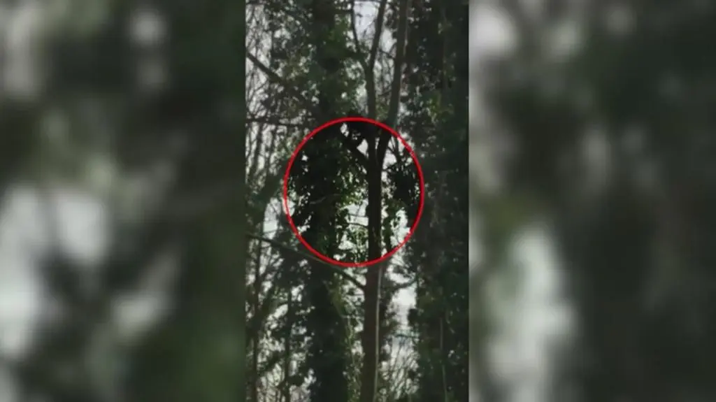 Ucieczka wyjca z opolskiego zoo