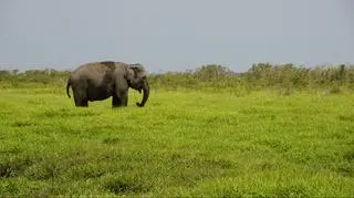 Słoń sumatrzański (Elephas maximus sumatranus)