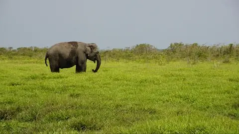 Znaleziono zwłoki ciężarnej słonicy. Podejrzewa się, że otruto ją celowo