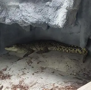 Krokodyl trafił z Sosnowca do zoo w Poznaniu
