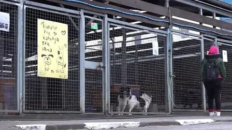 Adopcje psów i kotów wstrzymane