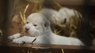 Lwiątka urodziły się w tym tygodniu
