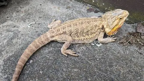 Egzotyczny gość na prywatnym podwórku
