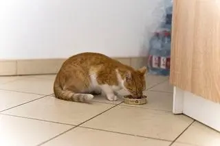 Kot otrzymał puszkę, czeka na swoich właścicieli