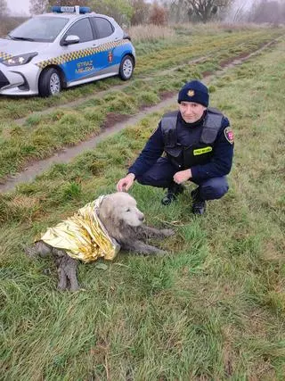 Pies został uratowany z brzegu Odry