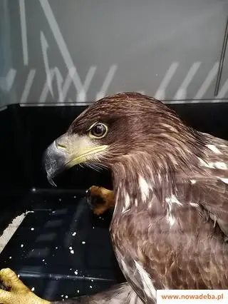 Objawy wskazują na to, że orzeł najprawdopodobniej zatruł się jedzeniem  