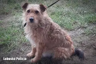 Pies wrócił do właścicieli