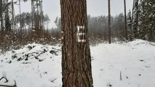 Drzewo biocenotyczne